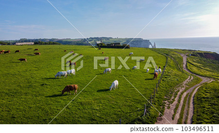 Rural idyll with grazing cows on green fresh meadow  in Normandy (Etretat) on coast of   English Channel (La Manche) water. 103496511