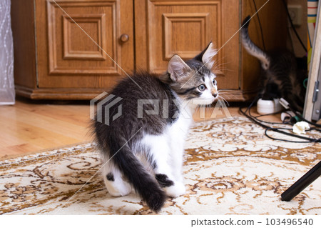 Little gray kitten with a funny look 103496540