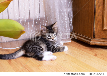Small grey white kitten in the room Small grey white kitten in the room 103496541
