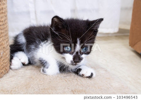 Small Funny black kitten meows, portrait closeup 103496543