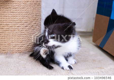Little black kitten scratching its ear closeup 103496546