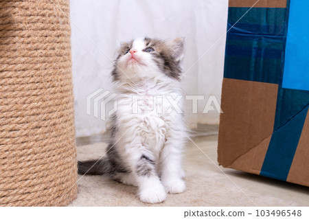 Small Funny gray kitten meows, portrait closeup 103496548