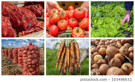 Vegetable Crop Production and Management - Photo Collage Vegetable Crop Production and Management - Photo Collage 103496631