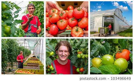 Commercial Greenhouse Tomato Production - Photo Collage Commercial Greenhouse Tomato Production - Photo Collage 103496649