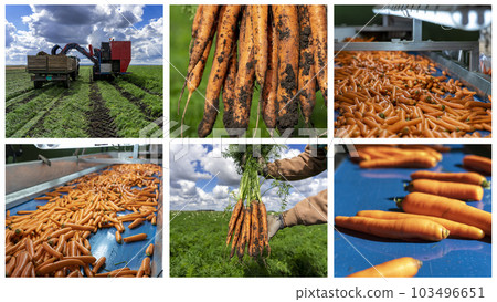 Carrot Production and Postharvest Handling of Carrots - Photo Collage. 103496651
