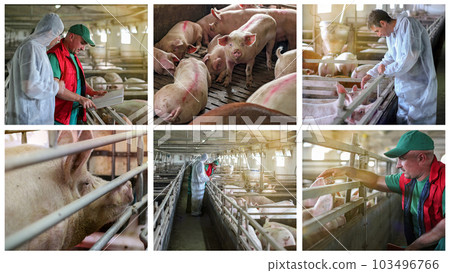 Pig Farming Conceptual Photo Collage 103496766