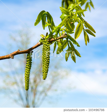 walnut branch with heterosexual flowers against a blue sky. 103496786