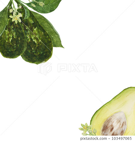 Frame of avocado watercolor hand drawn realistic illustrations. Green and fresh arts of salad, sauce, guacamole, smoothie ingredient. For textile, menu, cards, paper, package design 103497065