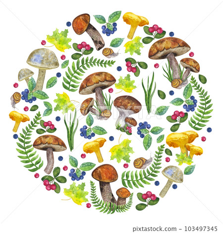 Round botanical composition: edible mushrooms, leaves and berries, fern, snail, grass, cranberry, mountain ash. Hand draw watercolor illustration isolated on white background. Design element Round botanical composition: edible mushrooms, leaves and berries, fern, snail, grass, cranberry, mountain ash. Hand draw watercolor illustration isolated on white background. Design element 103497345
