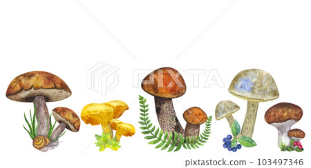 Banner edible mushrooms, leaves and berries, fern, snail, cranberry, mountain ash. Hand draw watercolor illustration isolated on white background. Design element 103497346