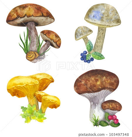 Compositions edible mushrooms, leaves and berries, fern, snail, cranberry, mountain ash. Hand draw watercolor illustration isolated on white background. Design element 103497348