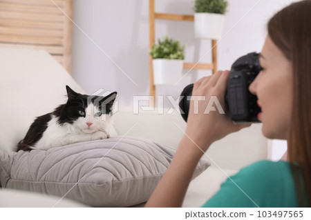 Professional animal photographer taking picture of beautiful cat at home, closeup Professional animal photographer taking picture of beautiful cat at home, closeup 103497565