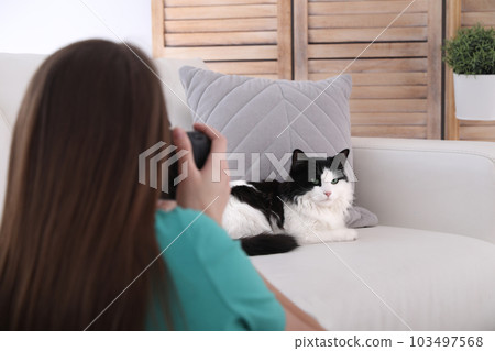 Professional animal photographer taking picture of beautiful cat at home Professional animal photographer taking picture of beautiful cat at home 103497568
