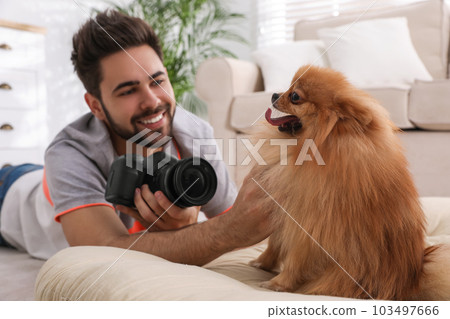 Professional animal photographer taking picture of beautiful Pomeranian spitz dog at home Professional animal photographer taking picture of beautiful Pomeranian spitz dog at home 103497666
