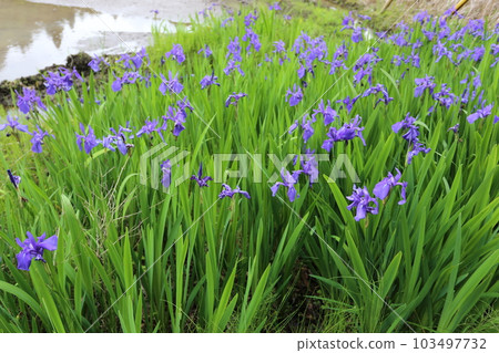 Kakitsubata blooming on the side of the rice field before rice planting Kakitsubata blooming on the side of the rice field before rice planting 103497732