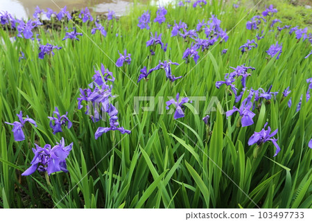 Kakitsubata blooming on the side of the rice field before rice planting Kakitsubata blooming on the side of the rice field before rice planting 103497733