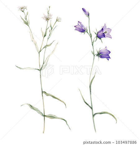 Close-up of blue spreading bellflower flowers. Campanula patula, little bell, bluebell, rapunzel. Rabelera holostea, stellaria.Watercolor hand painting illustration on isolate white background. 103497886