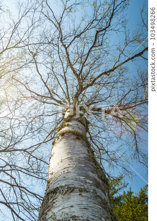 信州長野押通隱瀑 103498266