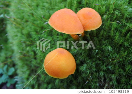 蘑菇,真菌, 蘑菇,真菌, 103498319