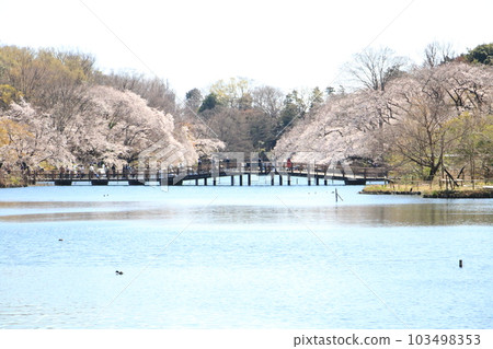 Inokashira Park with cherry blossoms in full bloom 103498353