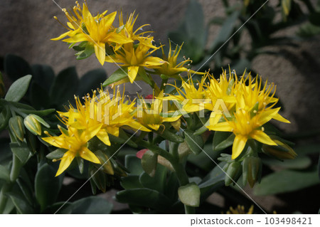 sedum palmeri 103498421