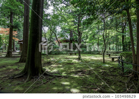陽光透過金峰山恆輪寺北條池前花園的苔蘚 103498629