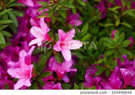 小月，杜鵑花，花，葉，特寫 103498648