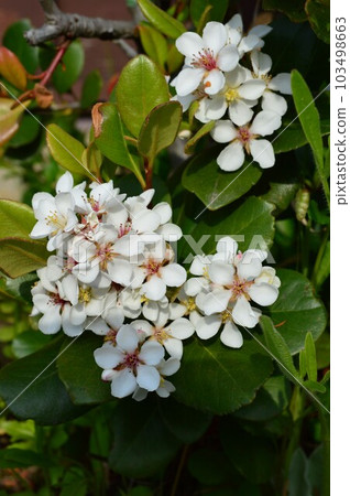Sharinbai (wheel plum) for dyeing Oshima Tsumugi and for medicinal purposes Sharinbai (wheel plum) for dyeing Oshima Tsumugi and for medicinal purposes 103498663