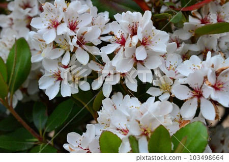 用於大島笫染色和藥用的沙林梅(輪梅) 用於大島笫染色和藥用的沙林梅(輪梅) 103498664