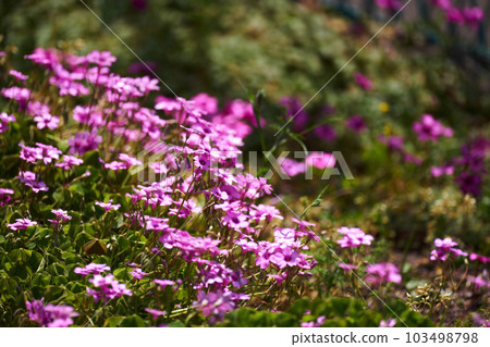 Oxalis, flower, pink, wild grass, weed, wild flower, up Oxalis, flower, pink, wild grass, weed, wild flower, up 103498798