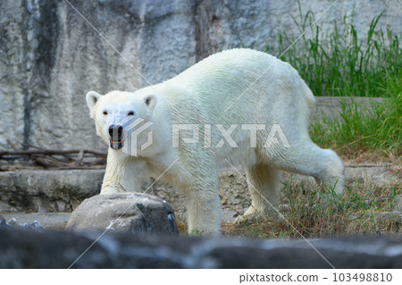Walking summer polar bear (female) Walking summer polar bear (female) 103498810