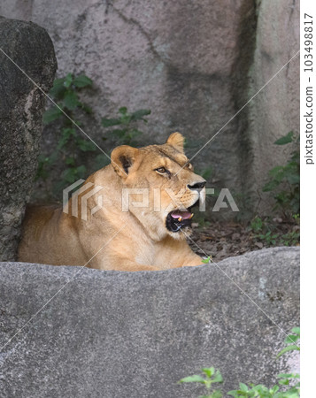 坐獅(女) 坐獅(女) 103498817