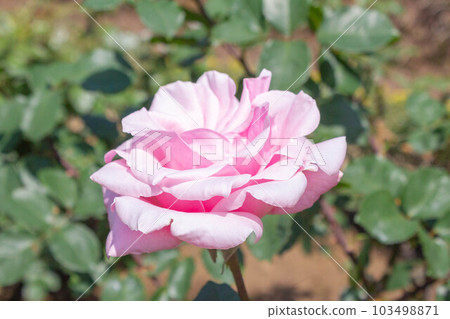 Rose [Variety: Haruyoshi] 103498871