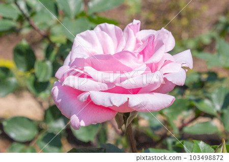 玫瑰【品種：春吉】 103498872