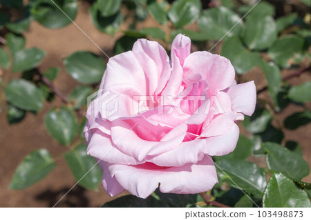Rose [Variety: Haruyoshi] 103498873