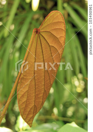 Shaped leaves of Bauhinia aureifonia 103498961