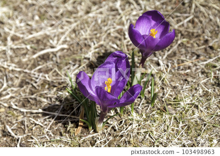 草坪樹底盛開的番紅花 [Iridaceae] 103498963