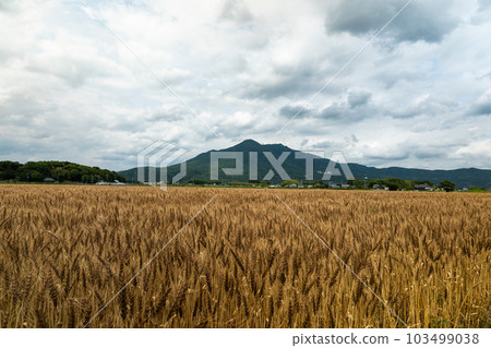 Barley of autumn Tsukuba Barley of autumn Tsukuba 103499038