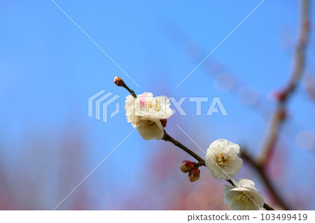梅花如你所願 103499419