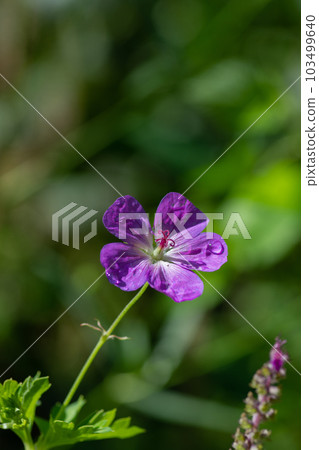 雨後可愛的紫色花朵 103499640