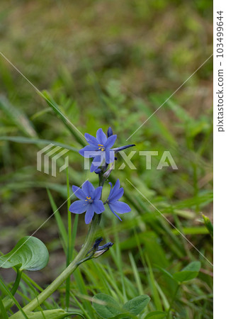 Beautiful purple flowers blooming in paddy fields 103499644