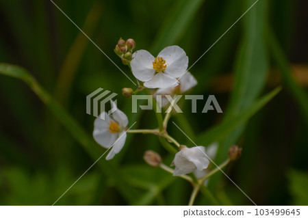 Omodaka blooming in paddy fields Omodaka blooming in paddy fields 103499645