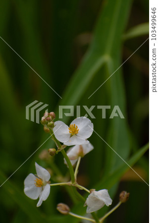 Omodaka blooming in paddy fields 103499646