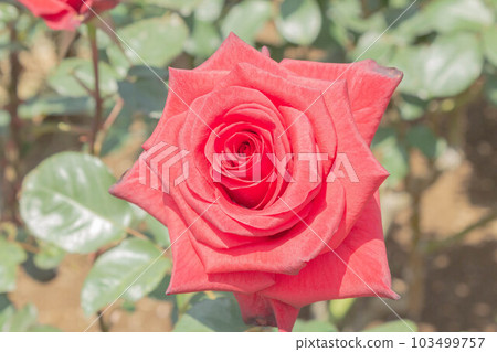Rose [Variety: Cardinal] 103499757