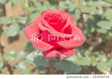 Rose [Variety: Cardinal] 103499758