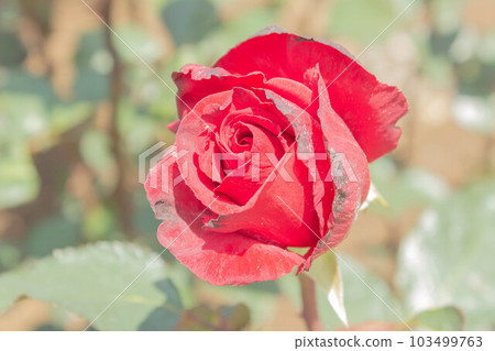 Rose [Variety: Cardinal] 103499763