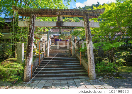 Furumine Shrine grounds, stone steps, fresh green season, Kanuma City 103499923