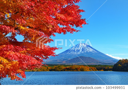 Autumnal leaves of Mt. Shimpo and Mount Fuji 103499931