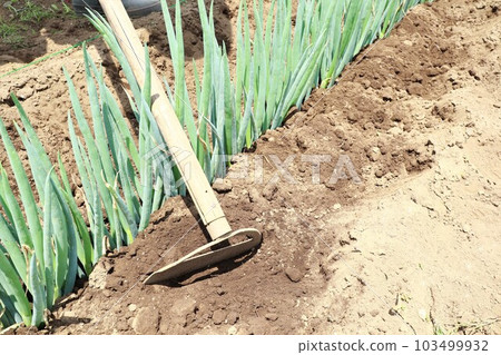 Sow the green onions Sow the green onions 103499932