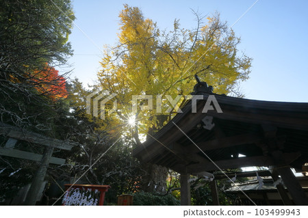 神奈川縣鎌倉市二階堂 供奉著菅原道真的 Egaraten 神社院內,黃葉背光的大銀杏樹 神奈川縣鎌倉市二階堂 供奉著菅原道真的 Egaraten 神社院內,黃葉背光的大銀杏樹 103499943